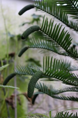 Wollemia nobilis - wolemie vznešená - samčí šištice